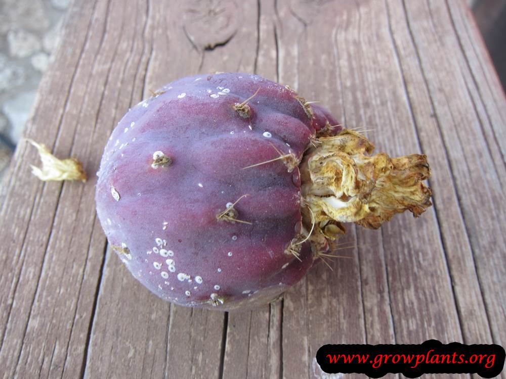 Opuntia robusta fruit