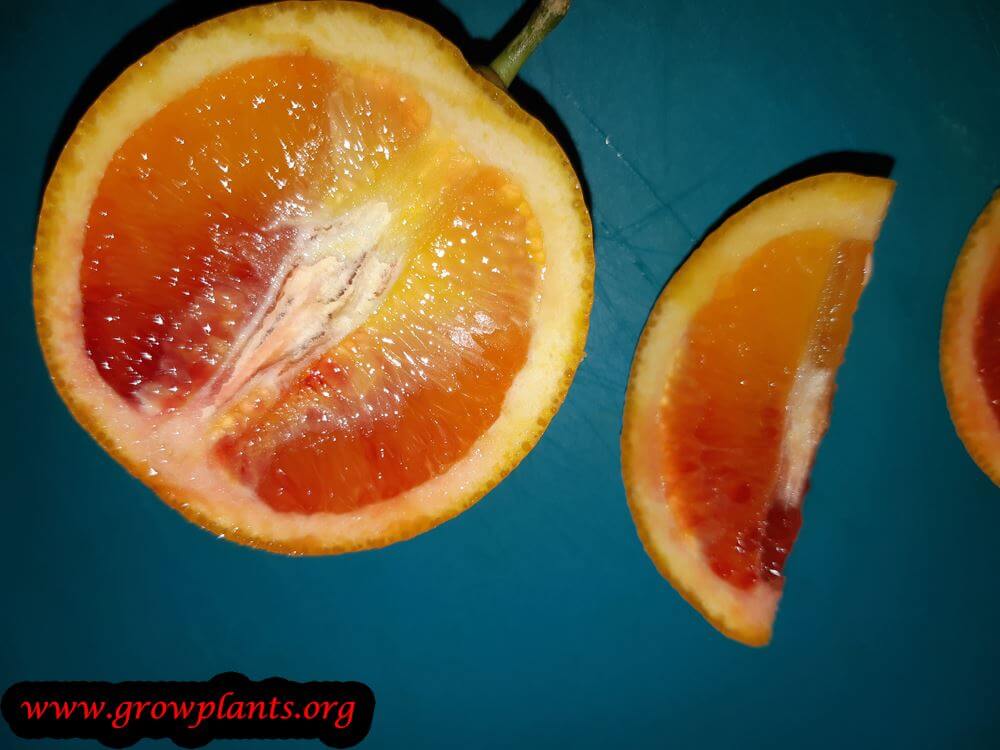 Orange tree fruit red with orange