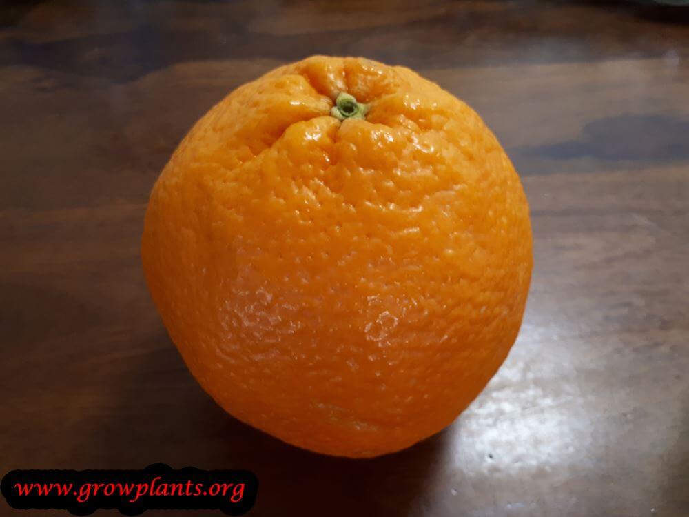 Orange tree fruit harvest season