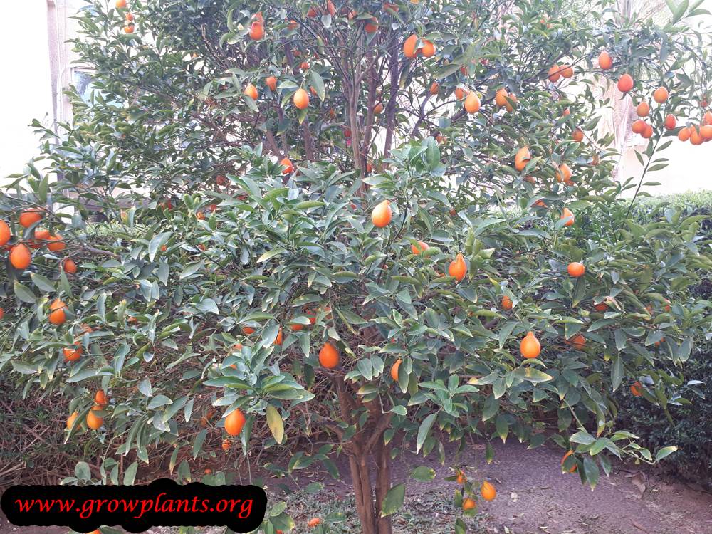 Orangequat tree