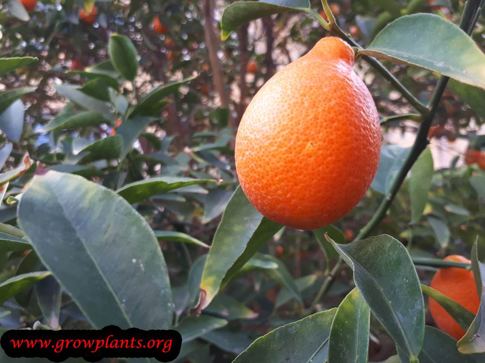 Orangequat tree fruit
