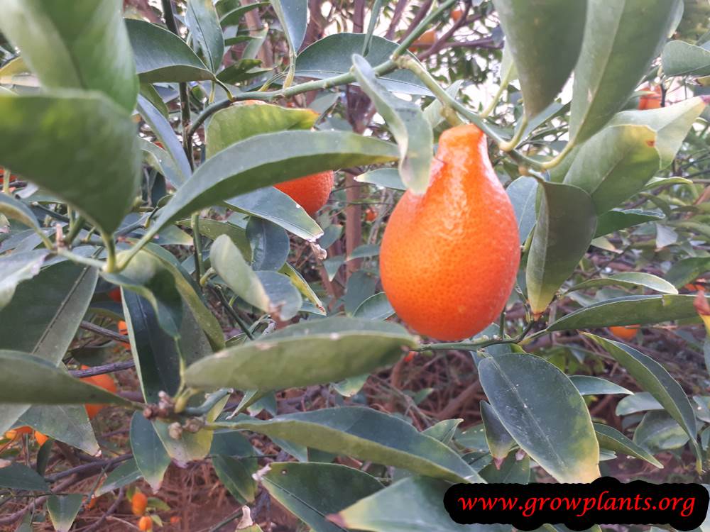 Orangequat edible fruit