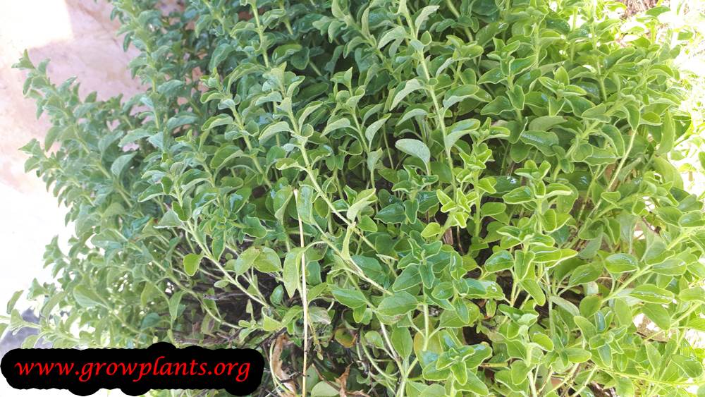 Growing Oregano plant