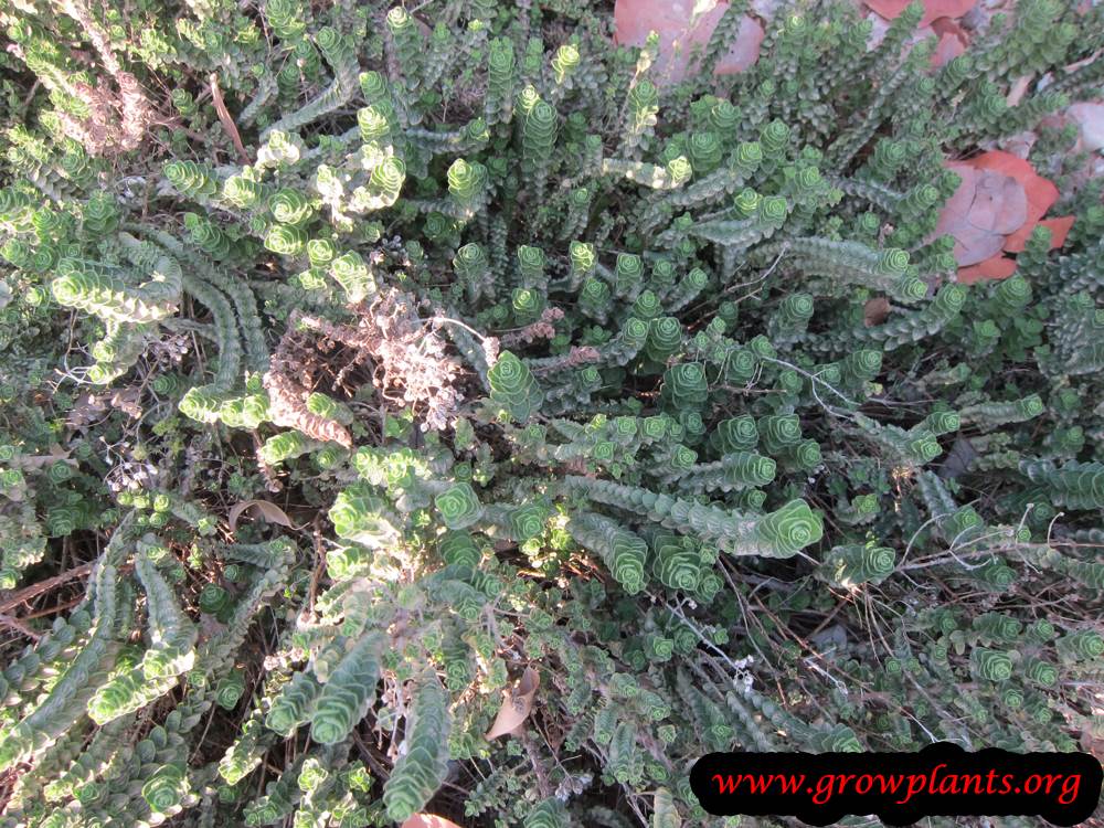 Origanum onites plant care