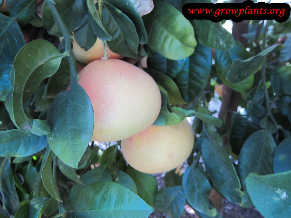 Oroblanco tree fruits season