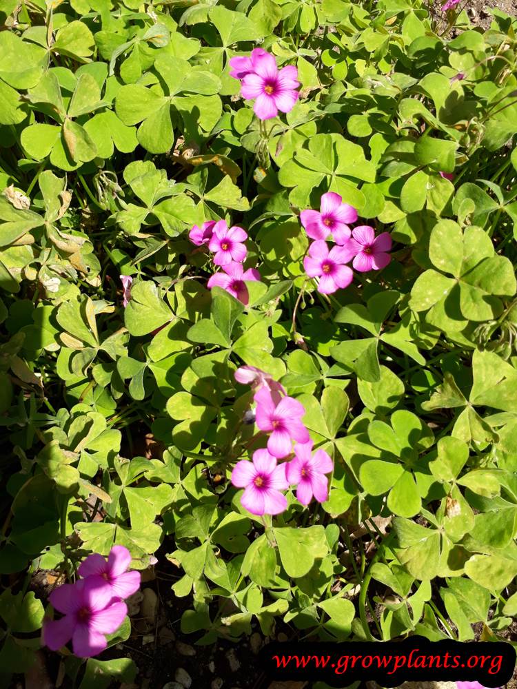 Oxalis floribunda flowers