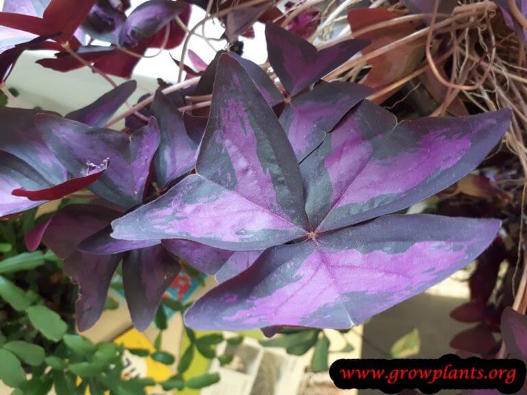 Oxalis triangularis - How to grow & care