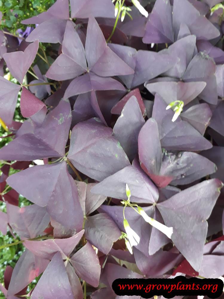 Oxalis triangularis purple leaves
