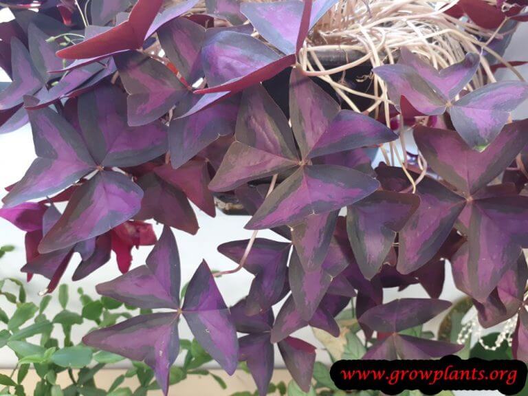 Oxalis triangularis - How to grow & care