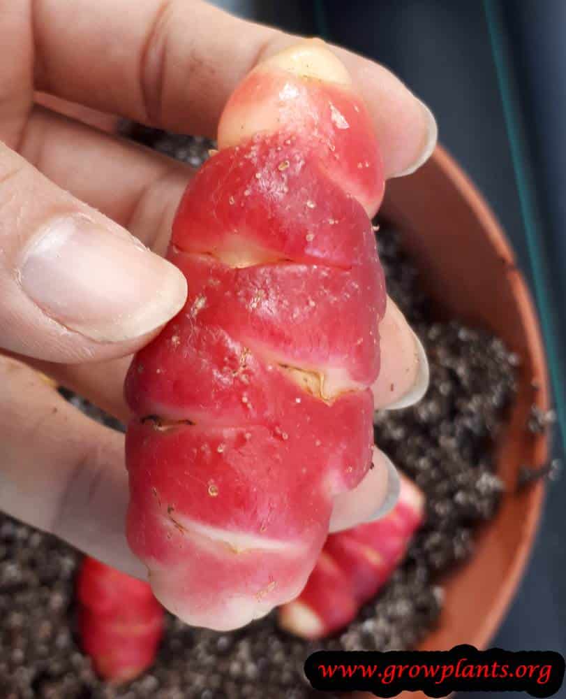 Oxalis tuberosa pink tuber