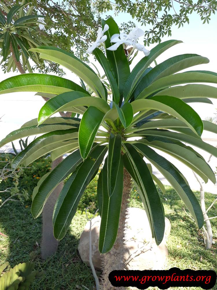 Pachypodium plant care