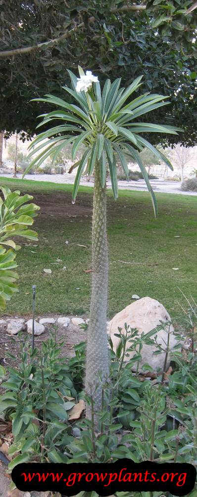 Pachypodium lamerei plant