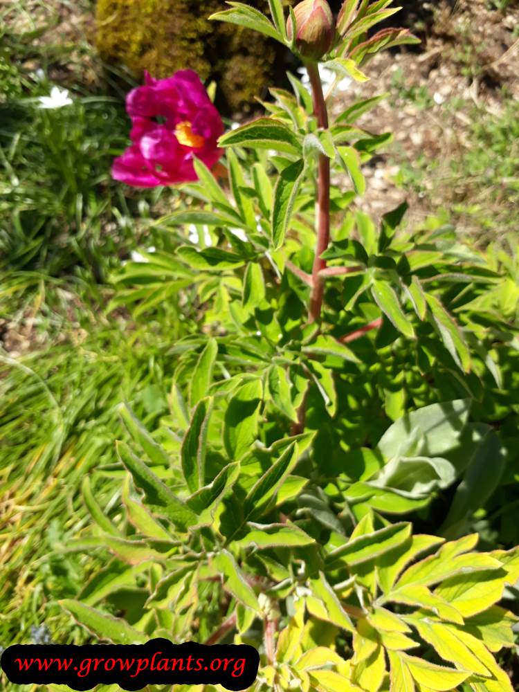 Paeonia mascula plant