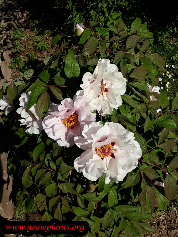 Paeonia rockii flowers