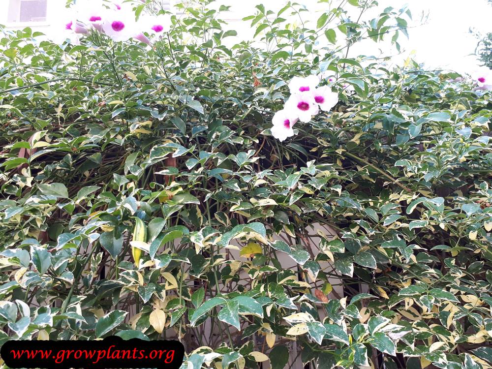 Pandorea jasminoides variegate