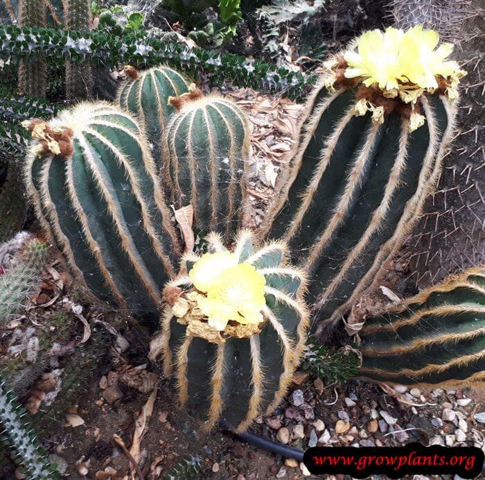 Parodia plant cactus
