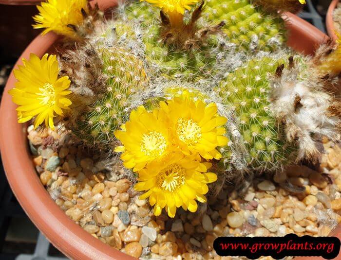 Growing Parodia rigidispina cactus