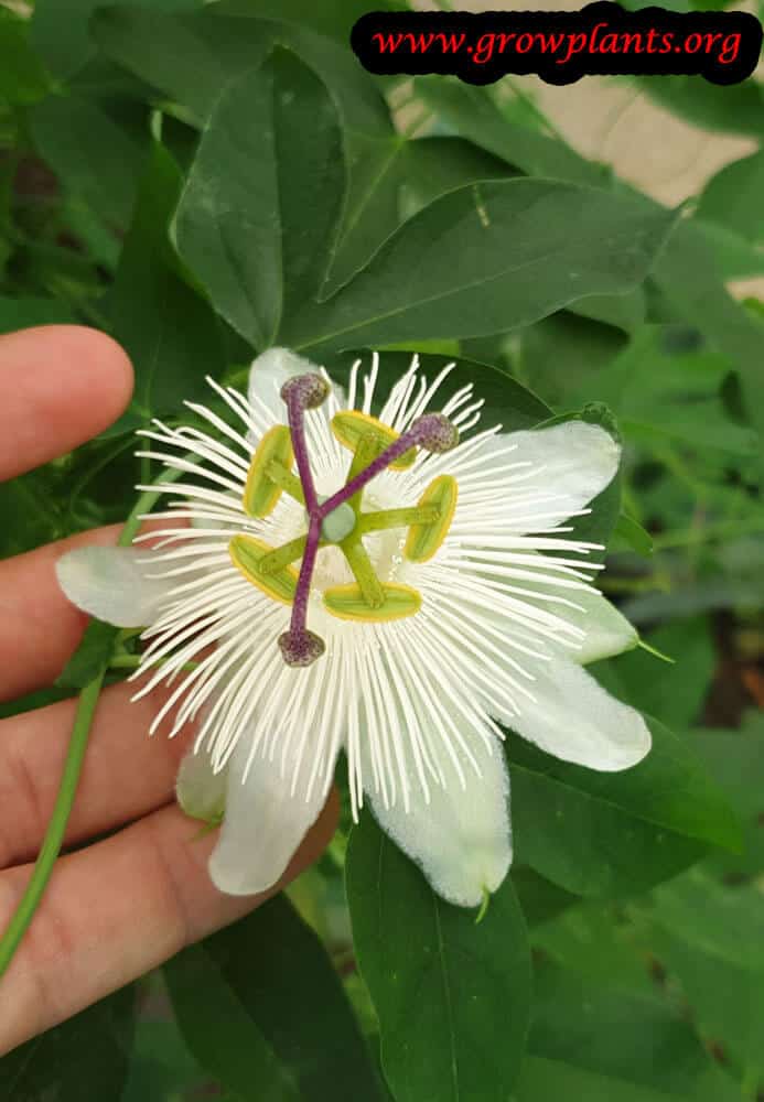 Passiflora galbana
