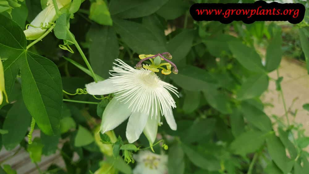 Passiflora galbana flower