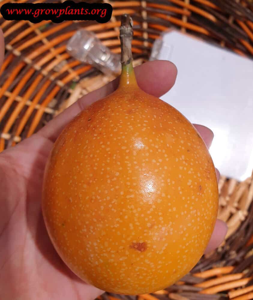Passiflora ligularis fruits