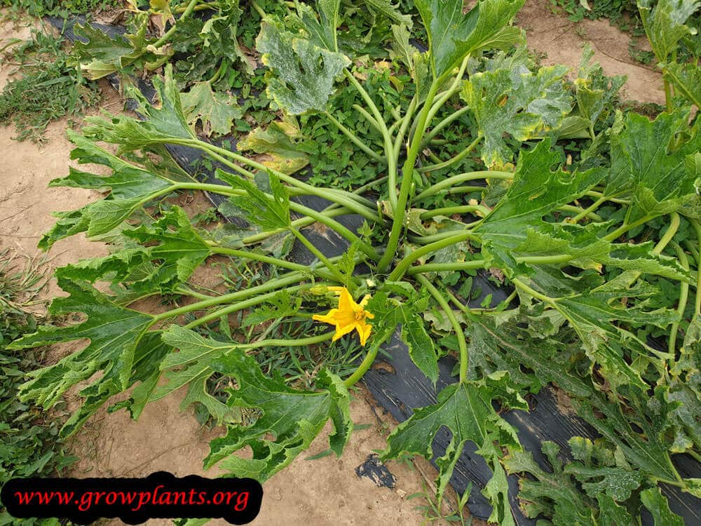 Pattypan squash plant flower