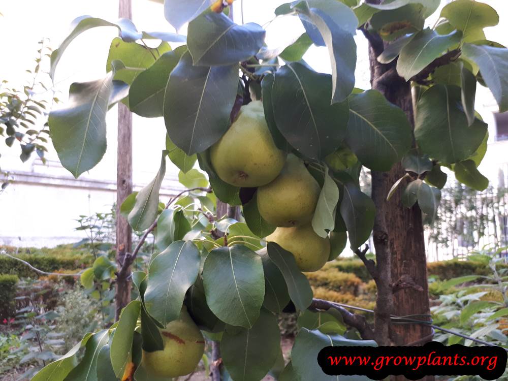 Pear tree dwarf