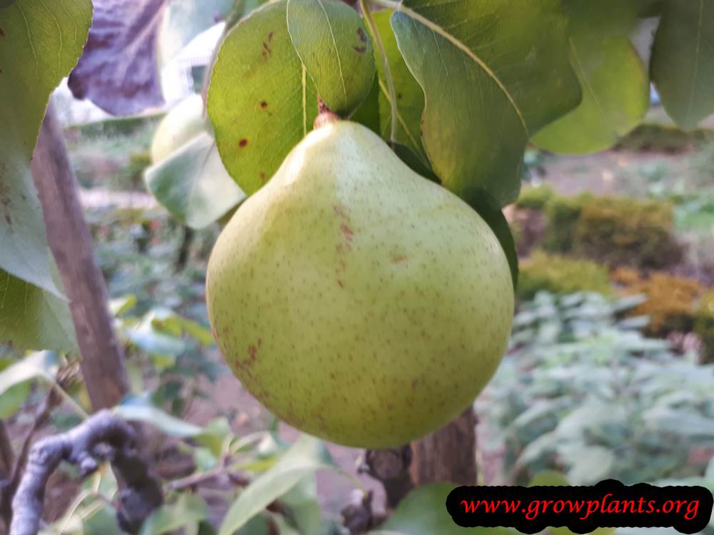 Growing Pear tree dwarf
