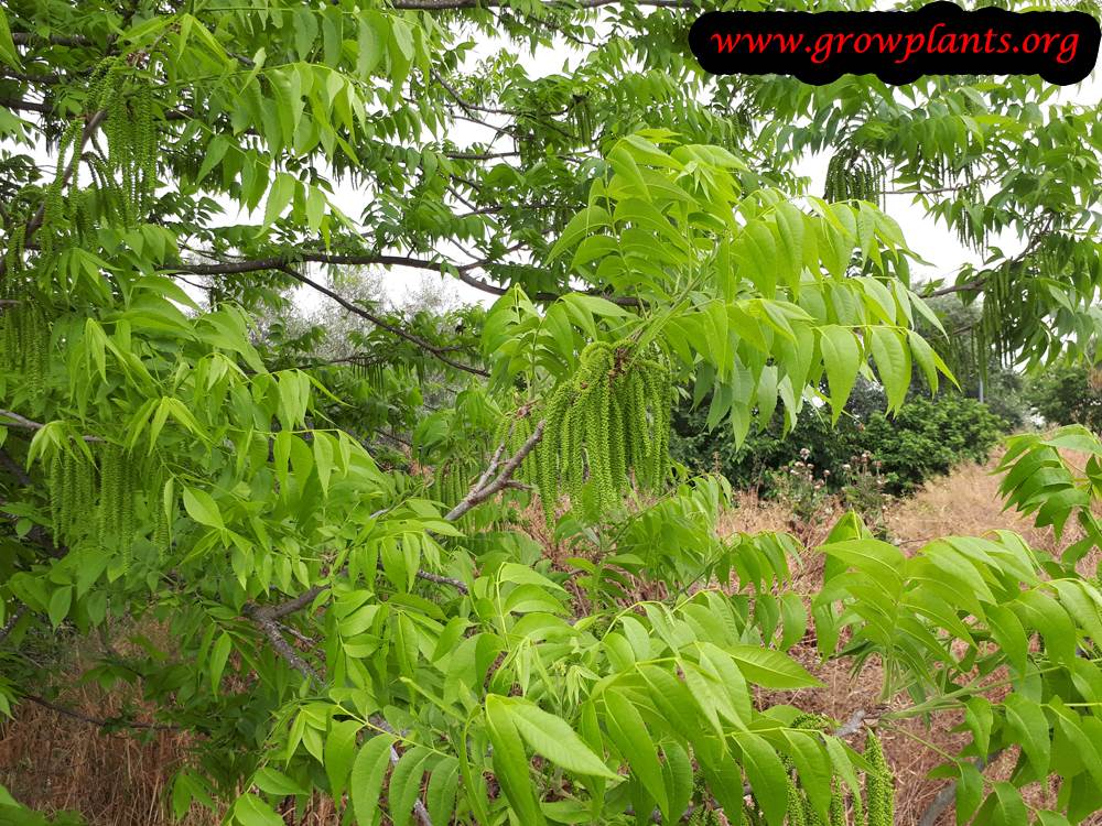 Growing Pecan tree