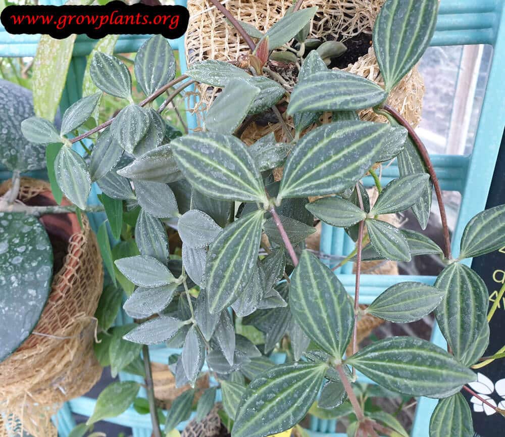 Peperomia quadrangularis plant care