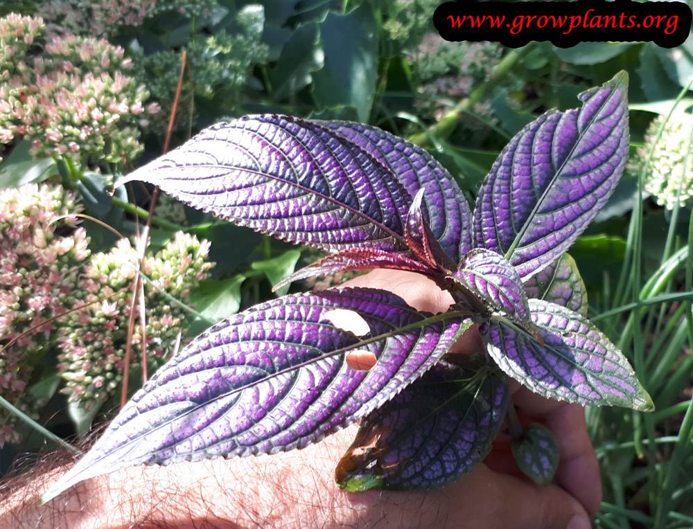 Persian shield plant grow and care