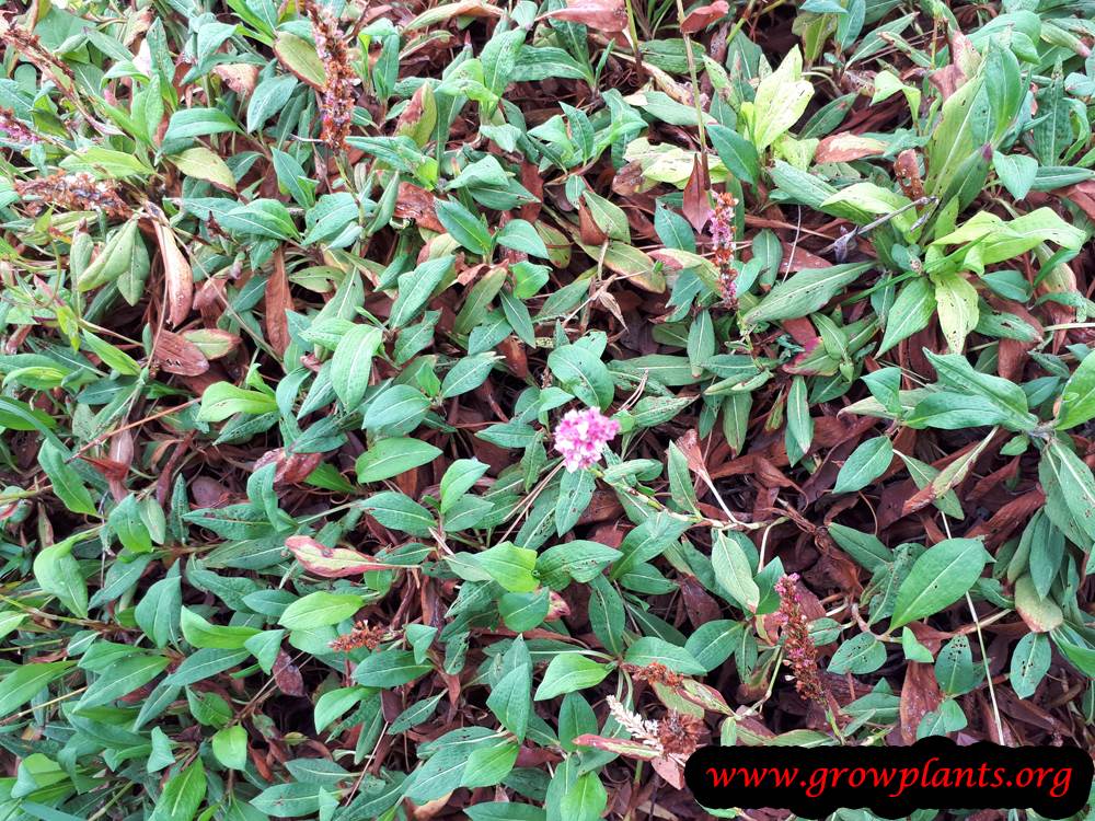 Persicaria affinis plant care
