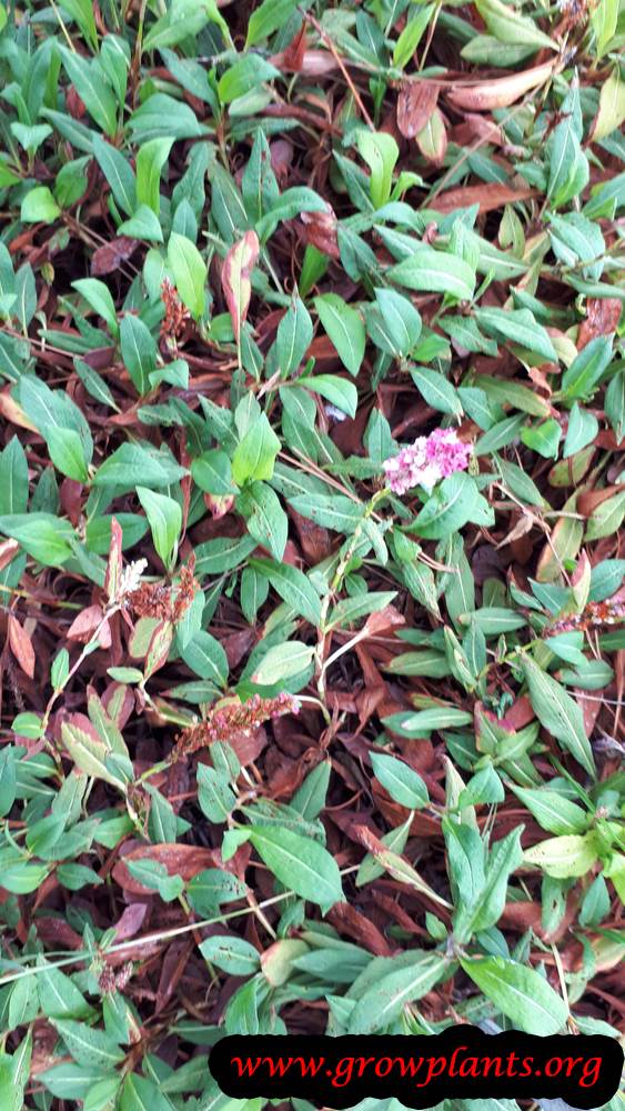 Growing Persicaria affinis plant