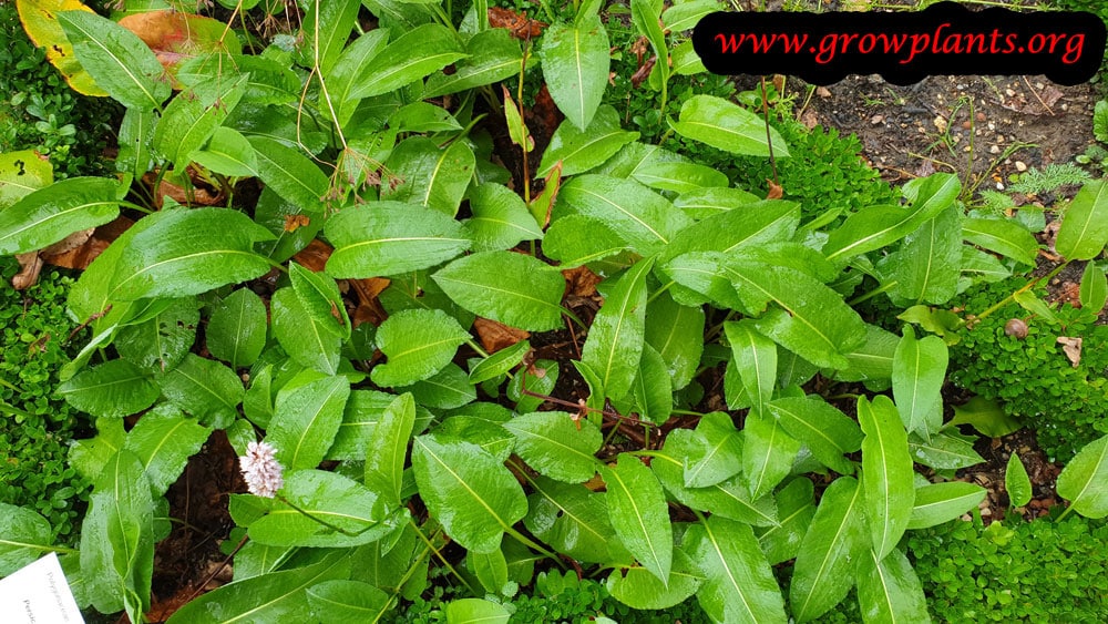 Persicaria bistorta plant growing
