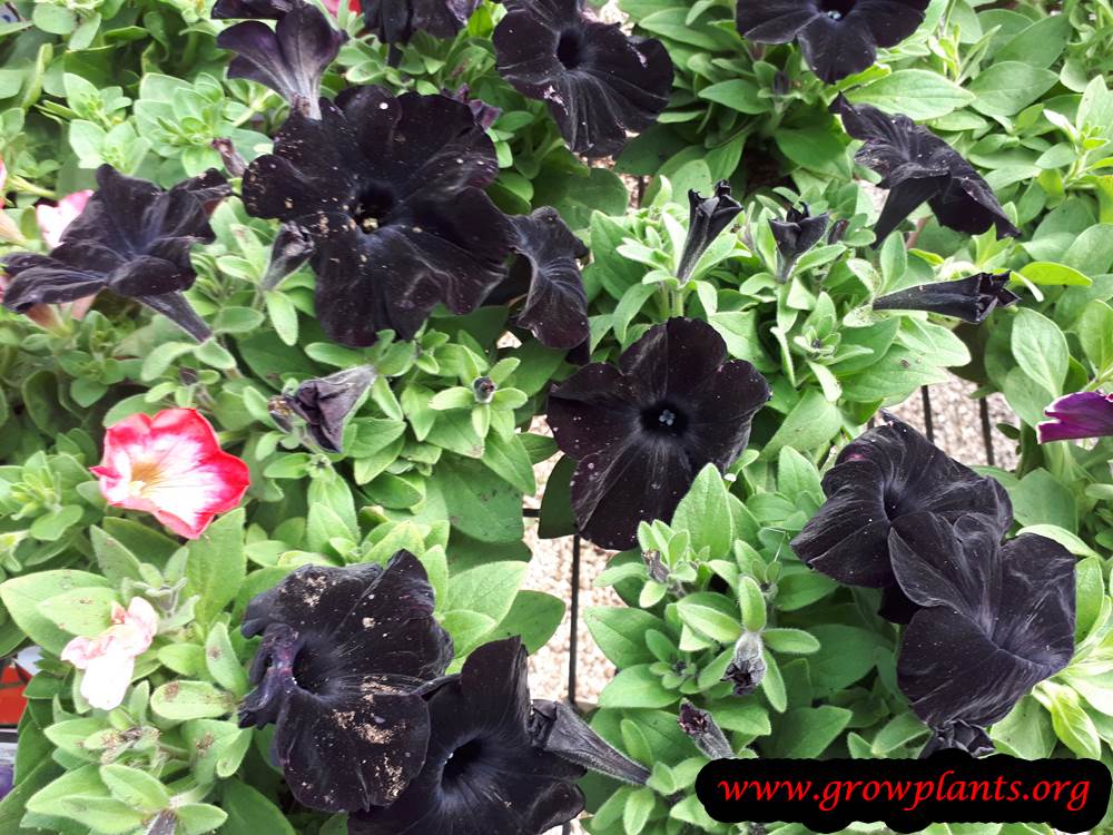 Black Petunia flowers