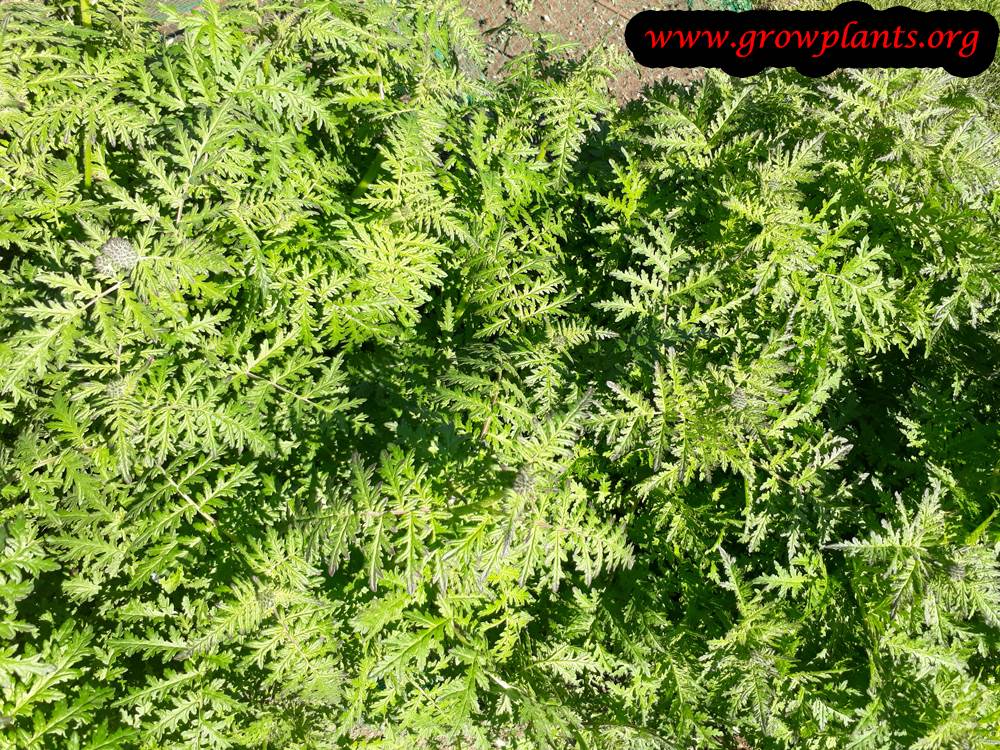 Phacelia tanacetifolia plant care