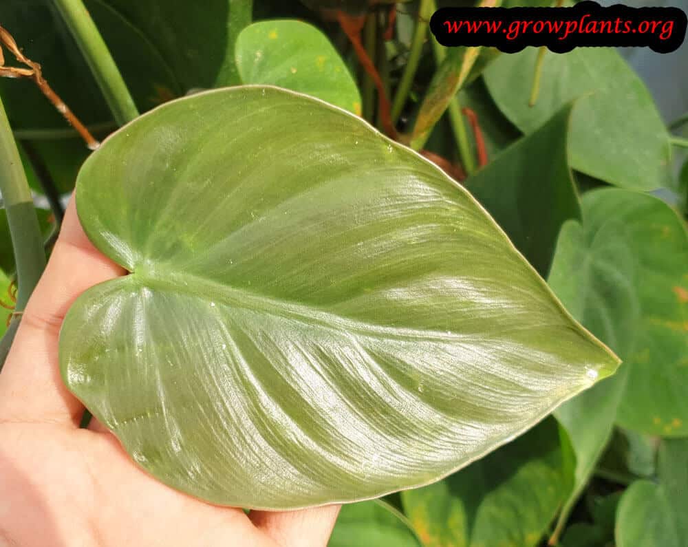 Philodendron hederaceum leaves