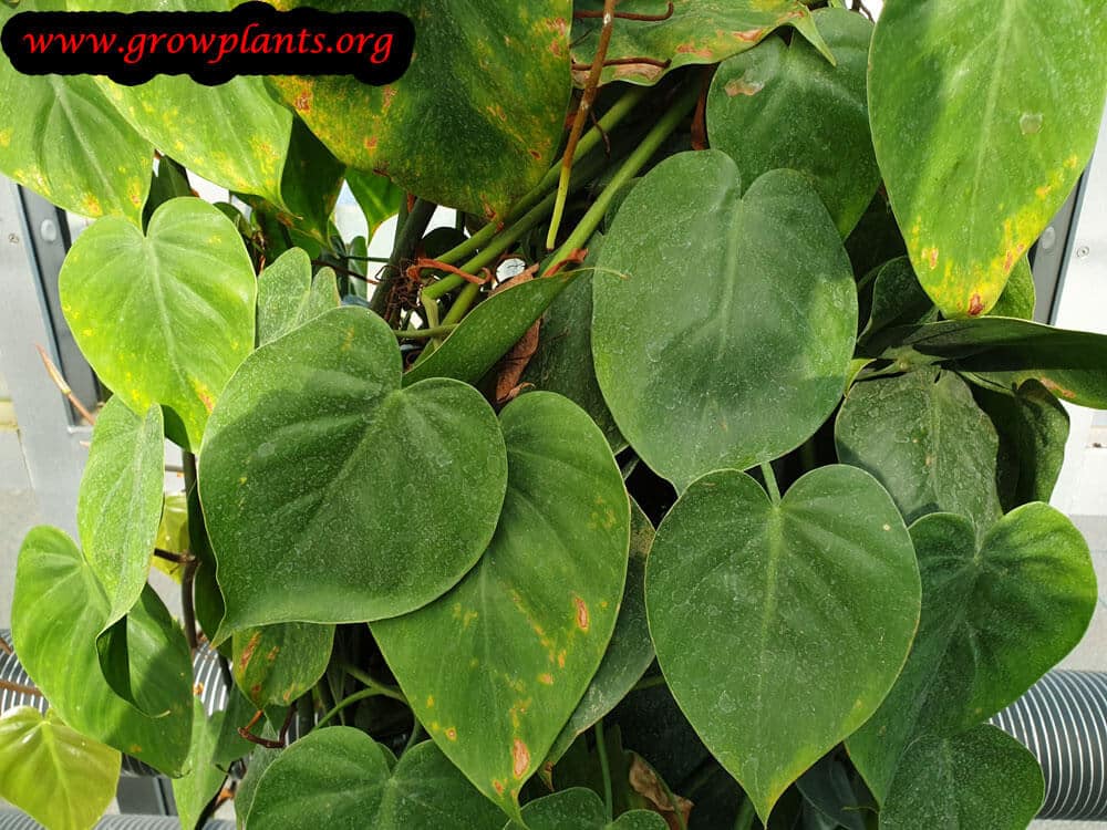 Philodendron hederaceum plant care