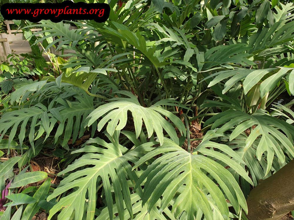 Philodendron MacNeilianum plant care