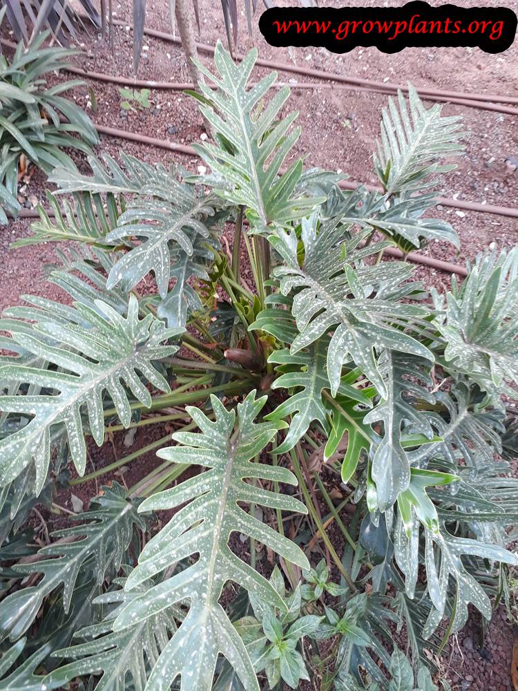 Philodendron xanadu plant care