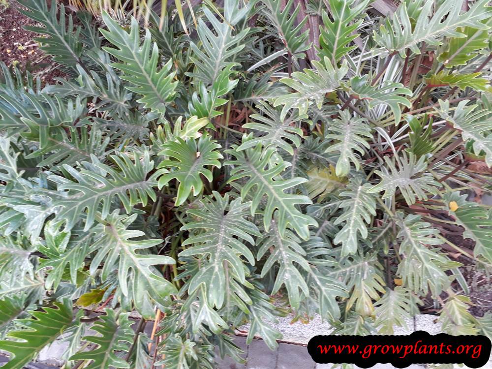 Growing Philodendron xanadu