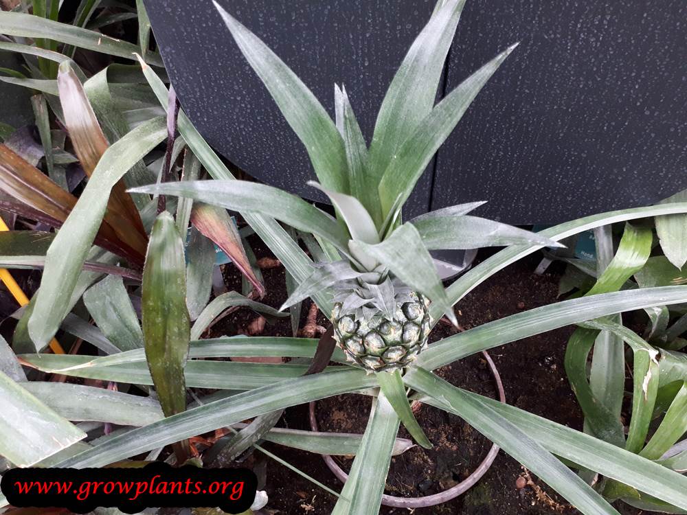 Pineapple plant growing information