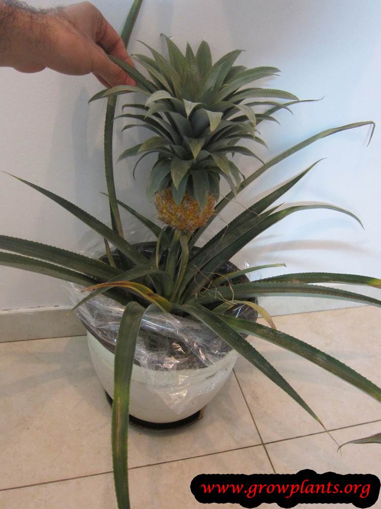 Pineapple plant planting