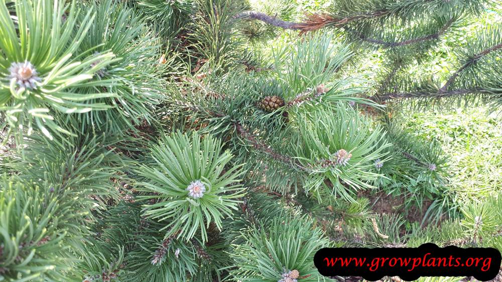 Pinus mugo plant care