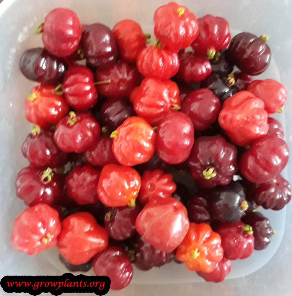 Pitanga pickup fruit