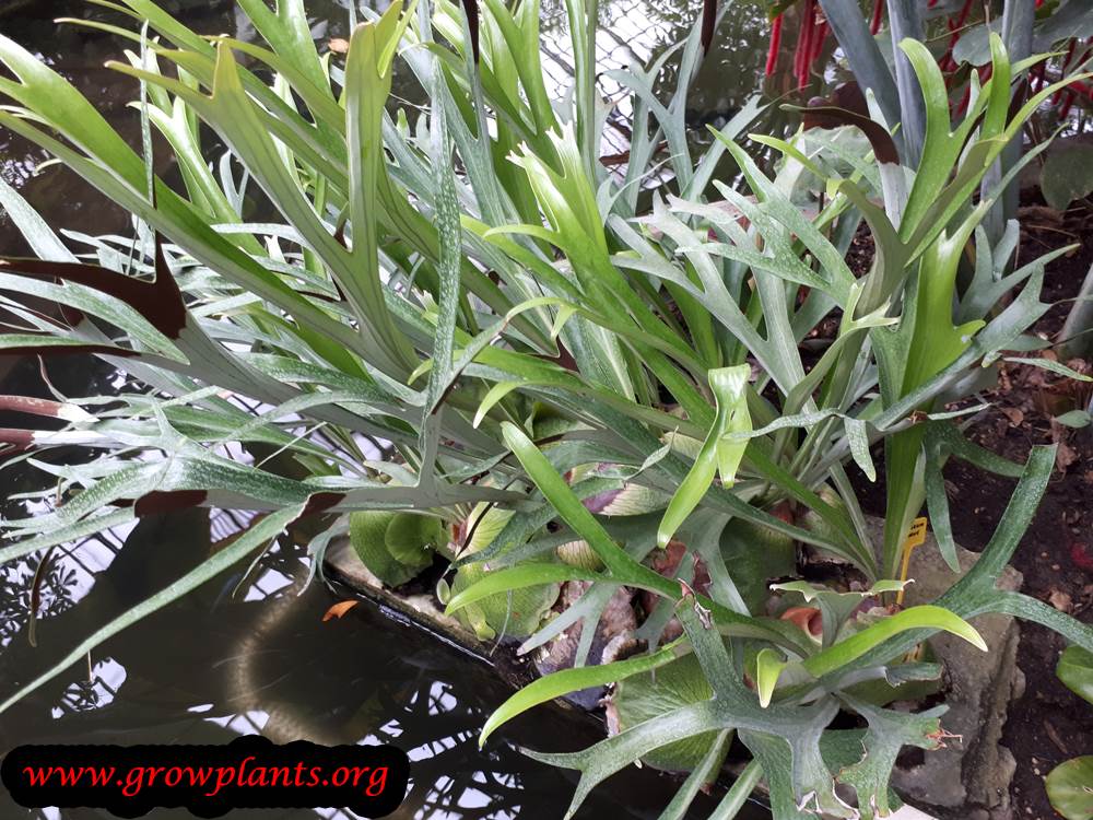 Growing Platycerium alcicorne plant