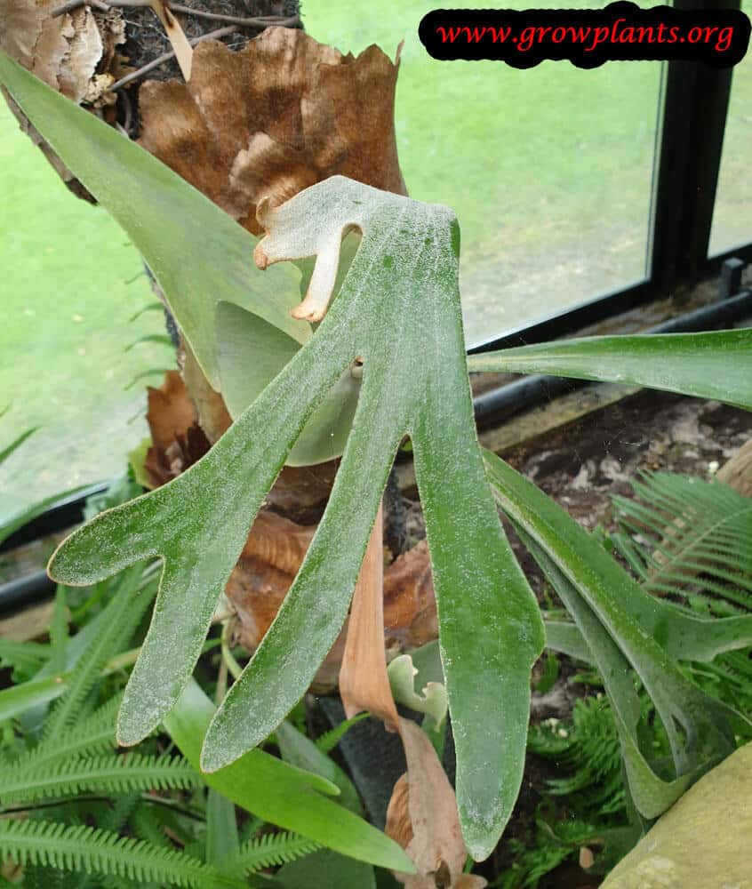 Platycerium alcicorne leaves
