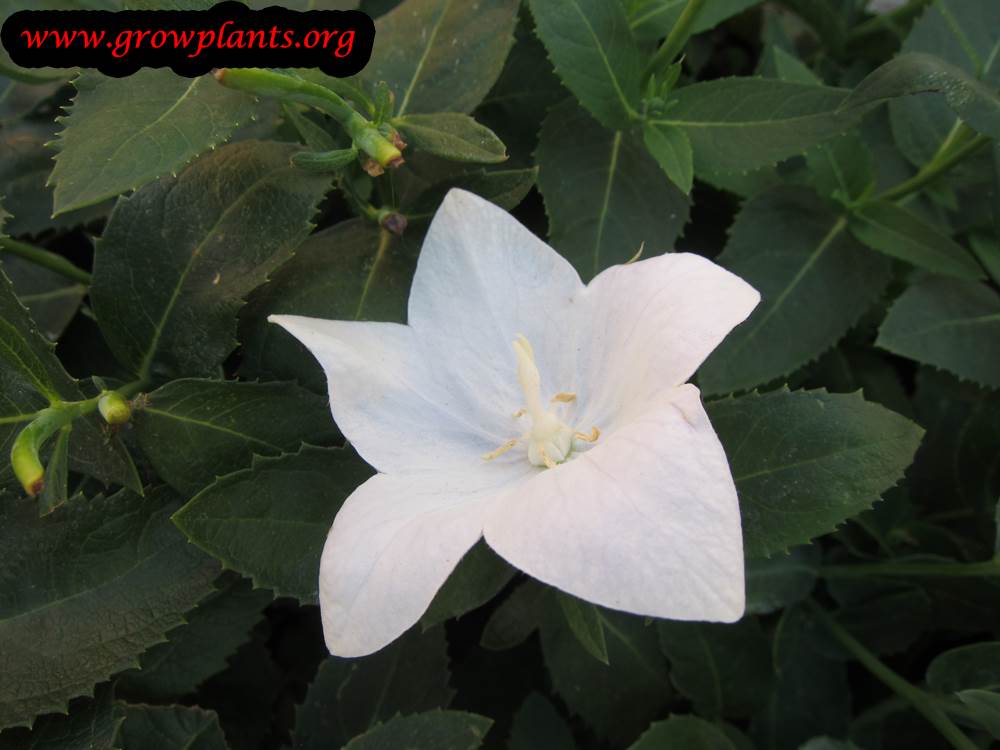 Platycodon grandiflorus white flower