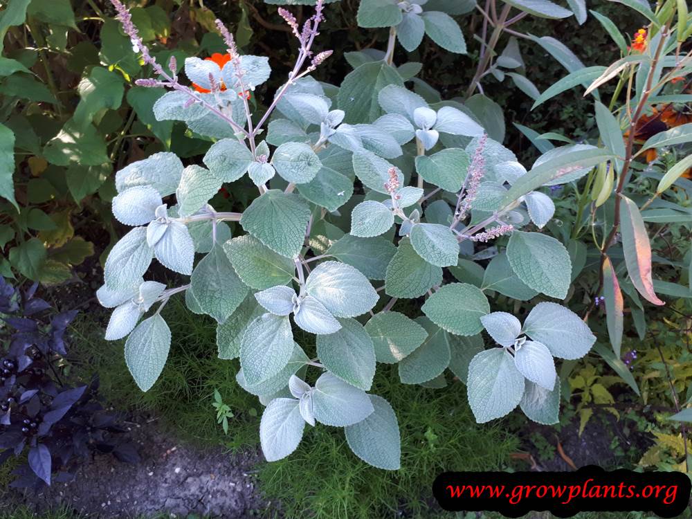 Plectranthus argentatus plant care