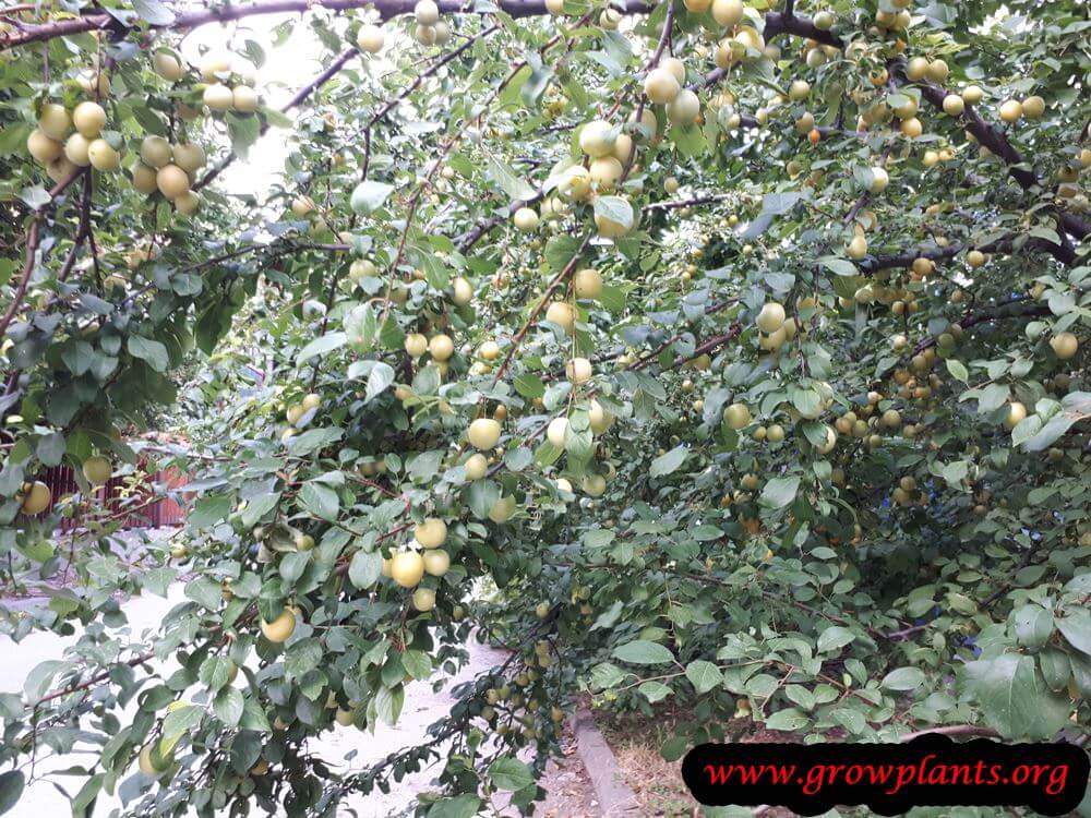 Harvest Plum fruits season