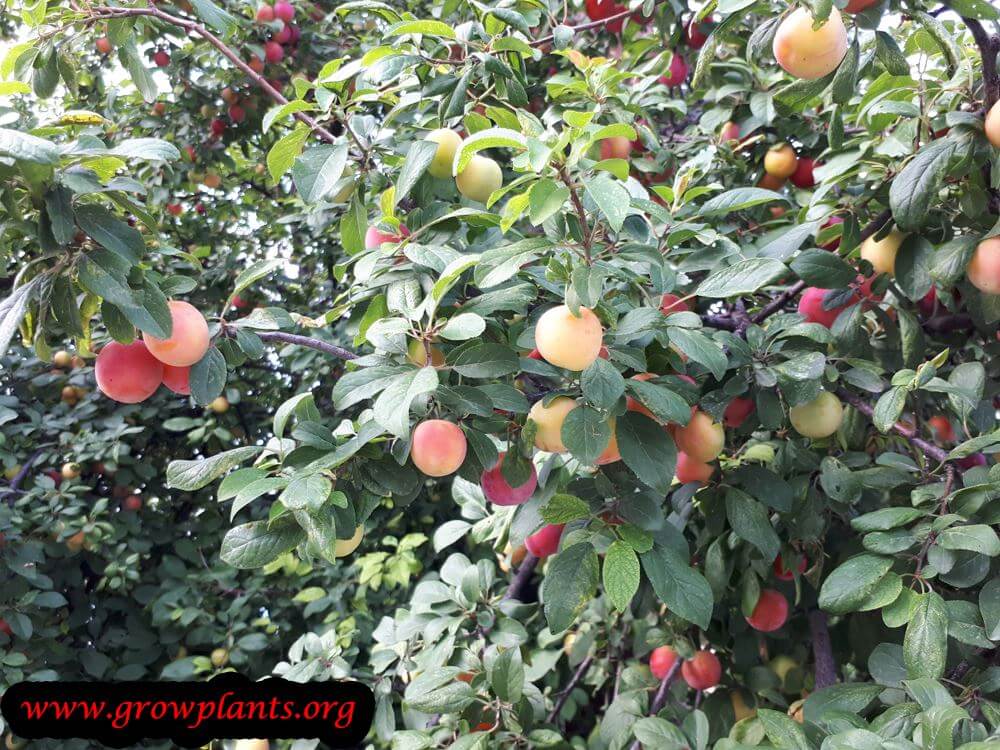 Plum fruits season harvest